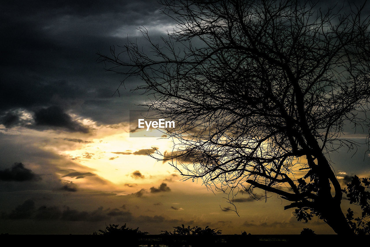 LOW ANGLE VIEW OF SILHOUETTE BARE TREE AGAINST SKY