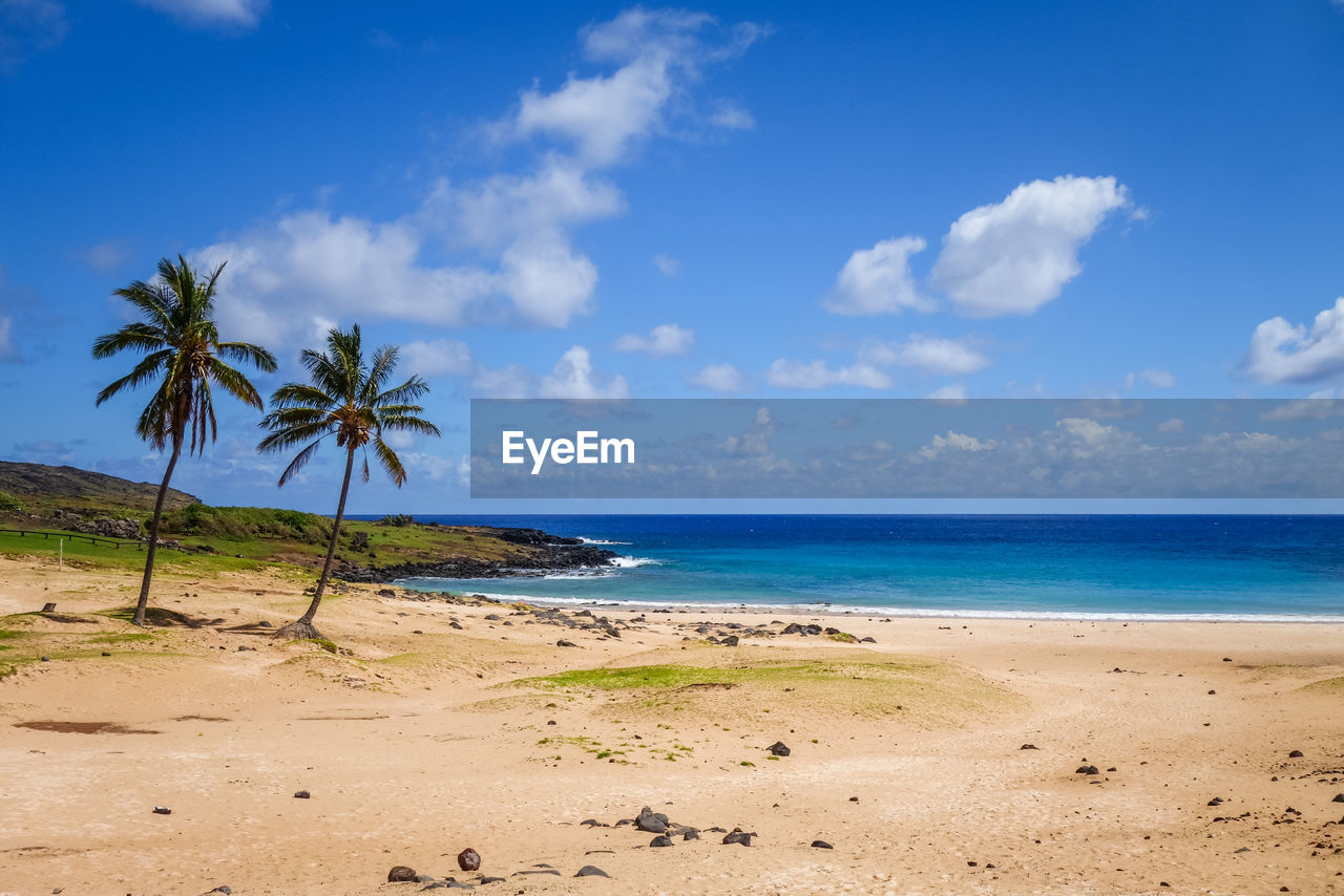 SCENIC VIEW OF PALM TREES ON BEACH AGAINST SKY