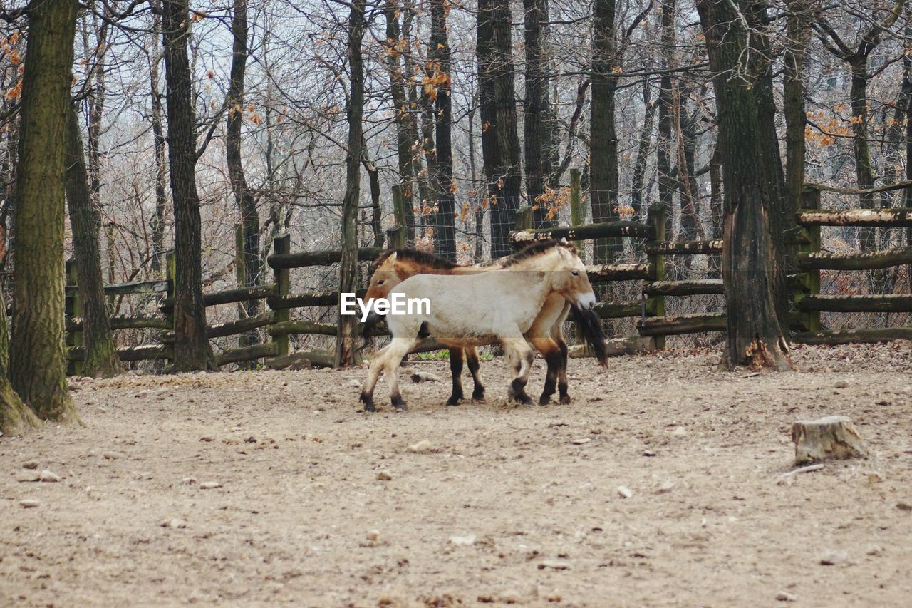 HORSES ON TREE