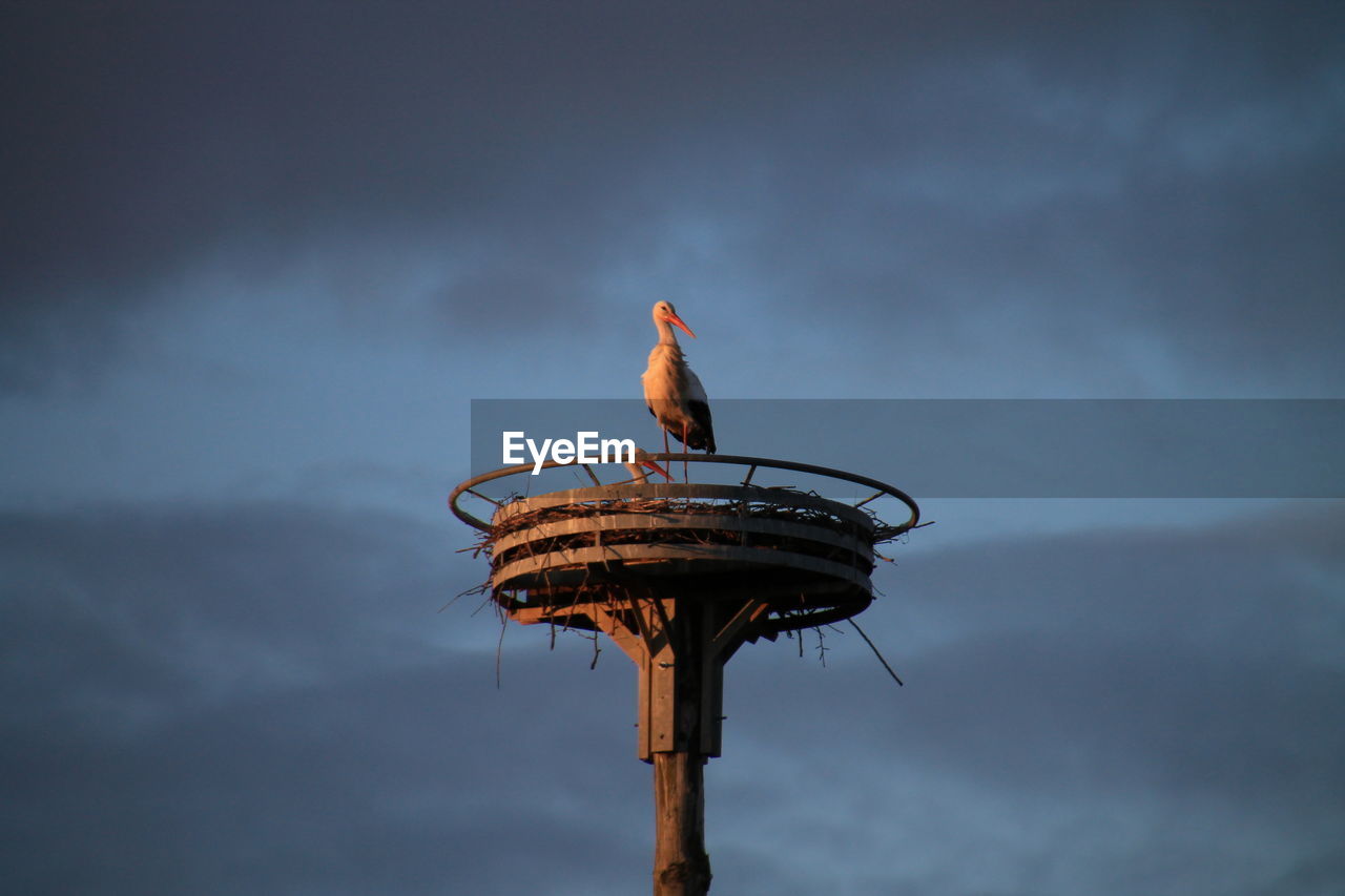 Low angle view of stork against sky