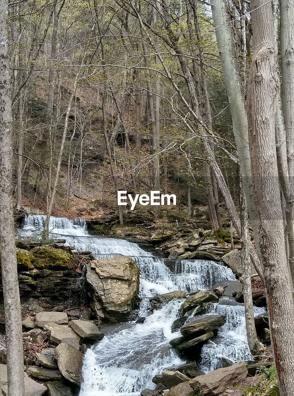 RIVER FLOWING THROUGH FOREST