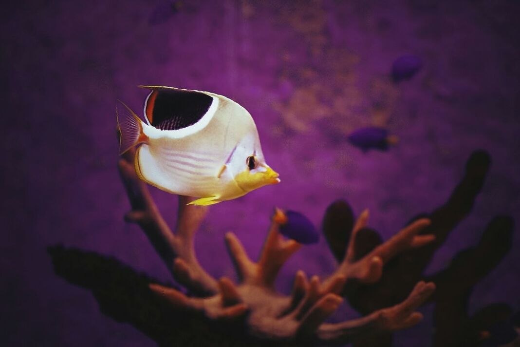 Close-up side view of fish underwater