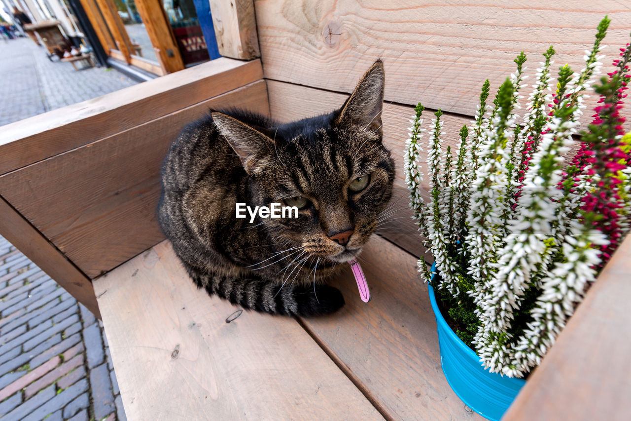 HIGH ANGLE VIEW OF CAT RELAXING ON WOOD