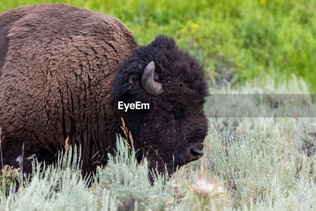 View of an animal on field