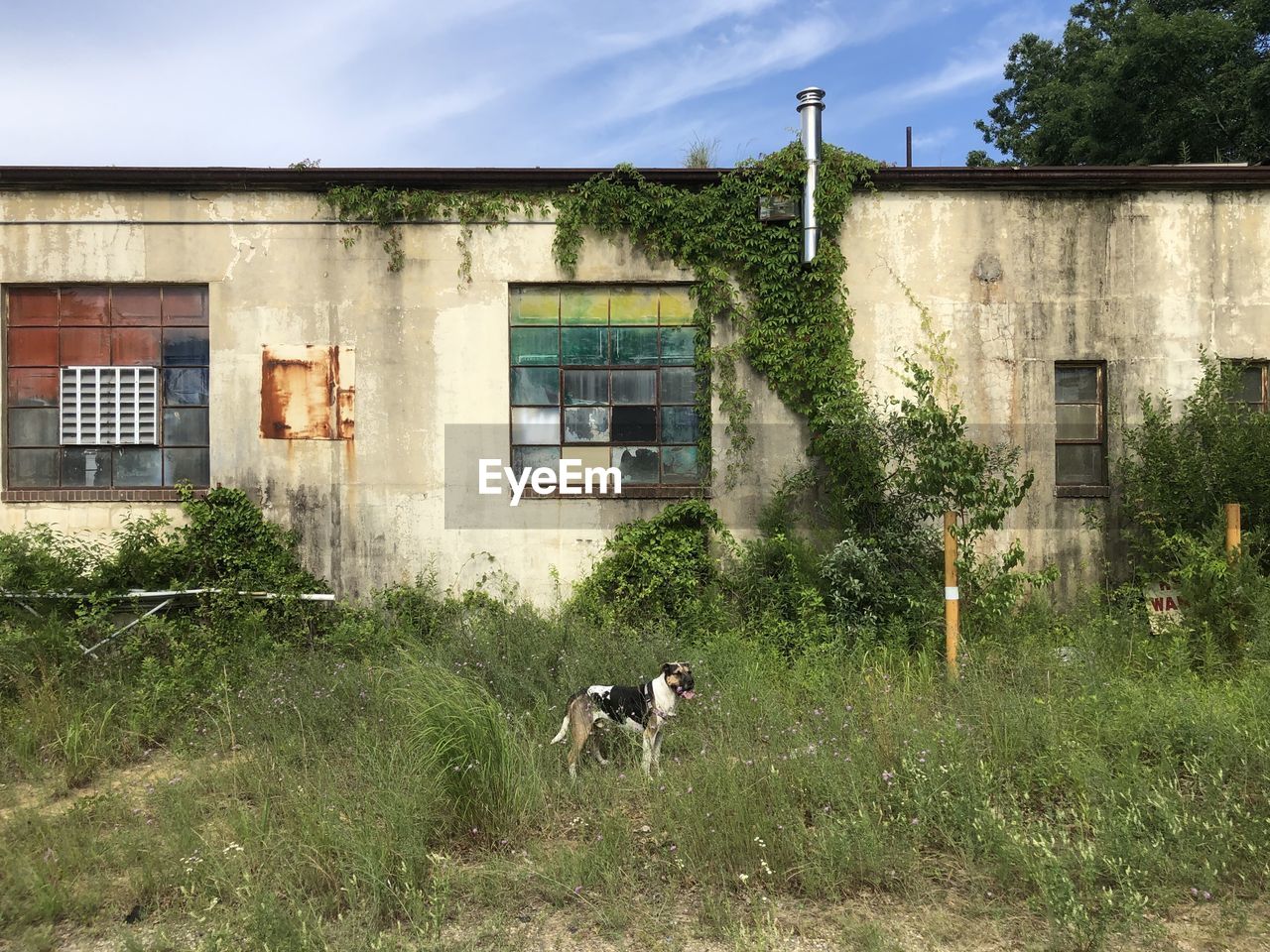 VIEW OF DOG ON BUILDING