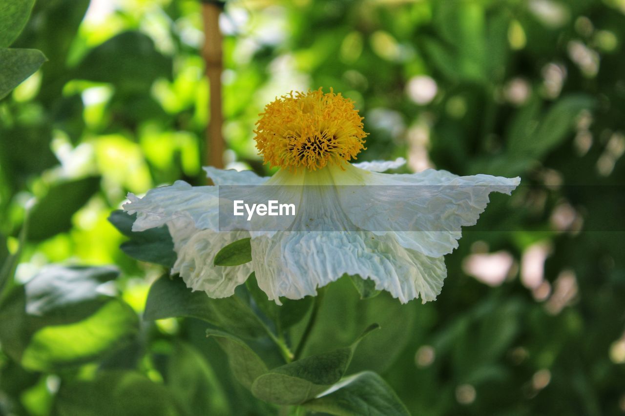 Close-up of white flowering plant