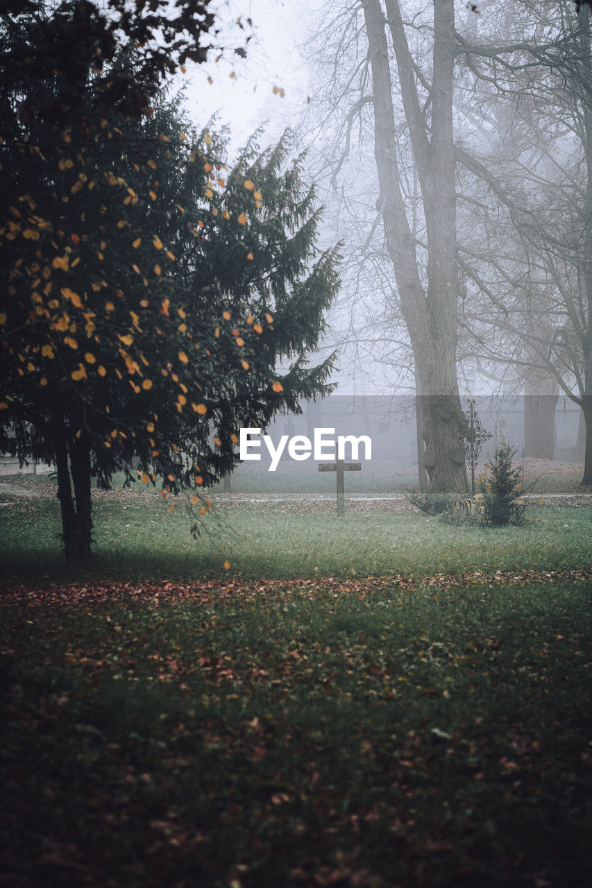 tree, plant, morning, sunlight, leaf, nature, fog, autumn, land, tranquility, beauty in nature, environment, no people, plant part, field, growth, tree trunk, forest, grass, trunk, mist, light, outdoors, tranquil scene, landscape, day, woodland, scenics - nature, green, branch, sky