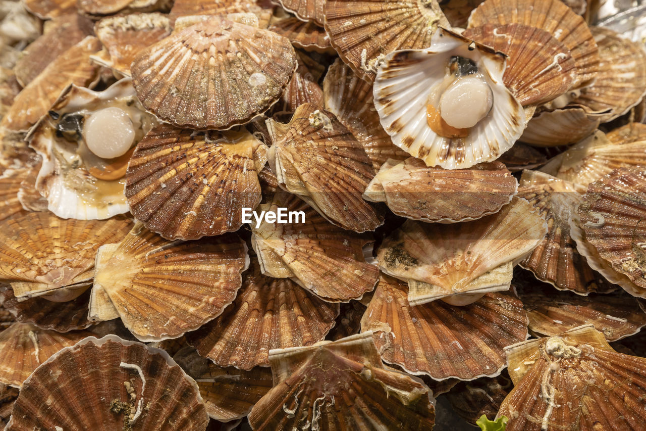 wood, full frame, tree, backgrounds, large group of objects, no people, abundance, leaf, food, shell, close-up, cockle, day, nature, clam, animal shell, pattern, brown, trunk, outdoors, textured, seafood, log, timber