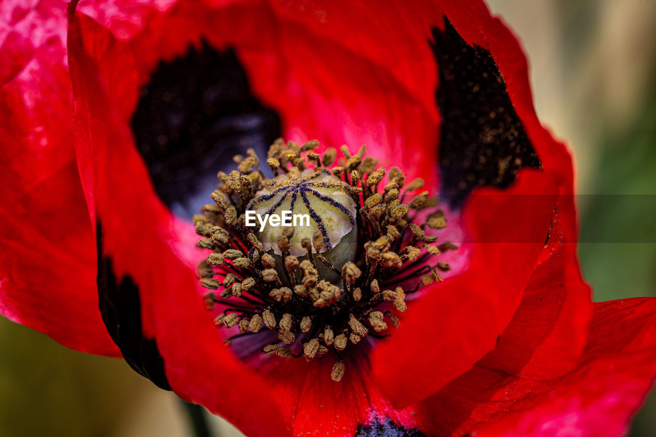 CLOSE-UP OF RED FLOWER ON PLANT