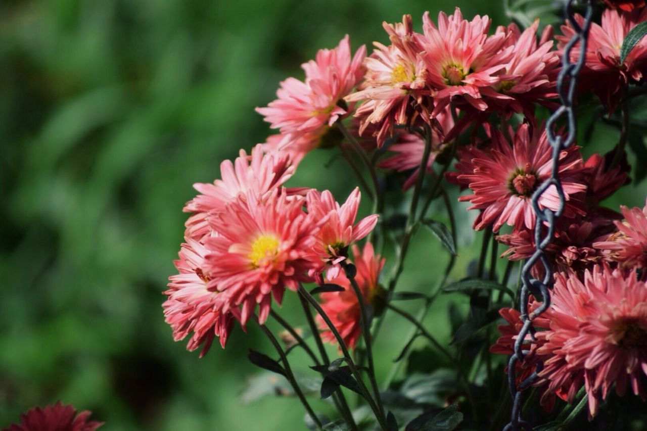 Close-up of red flowers blooming on field