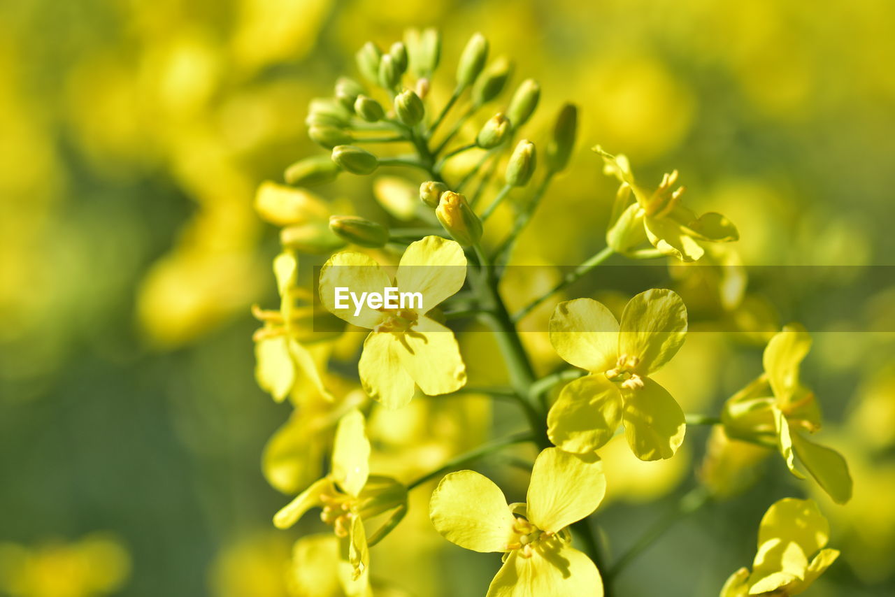 Close-up of yellow flowering plant