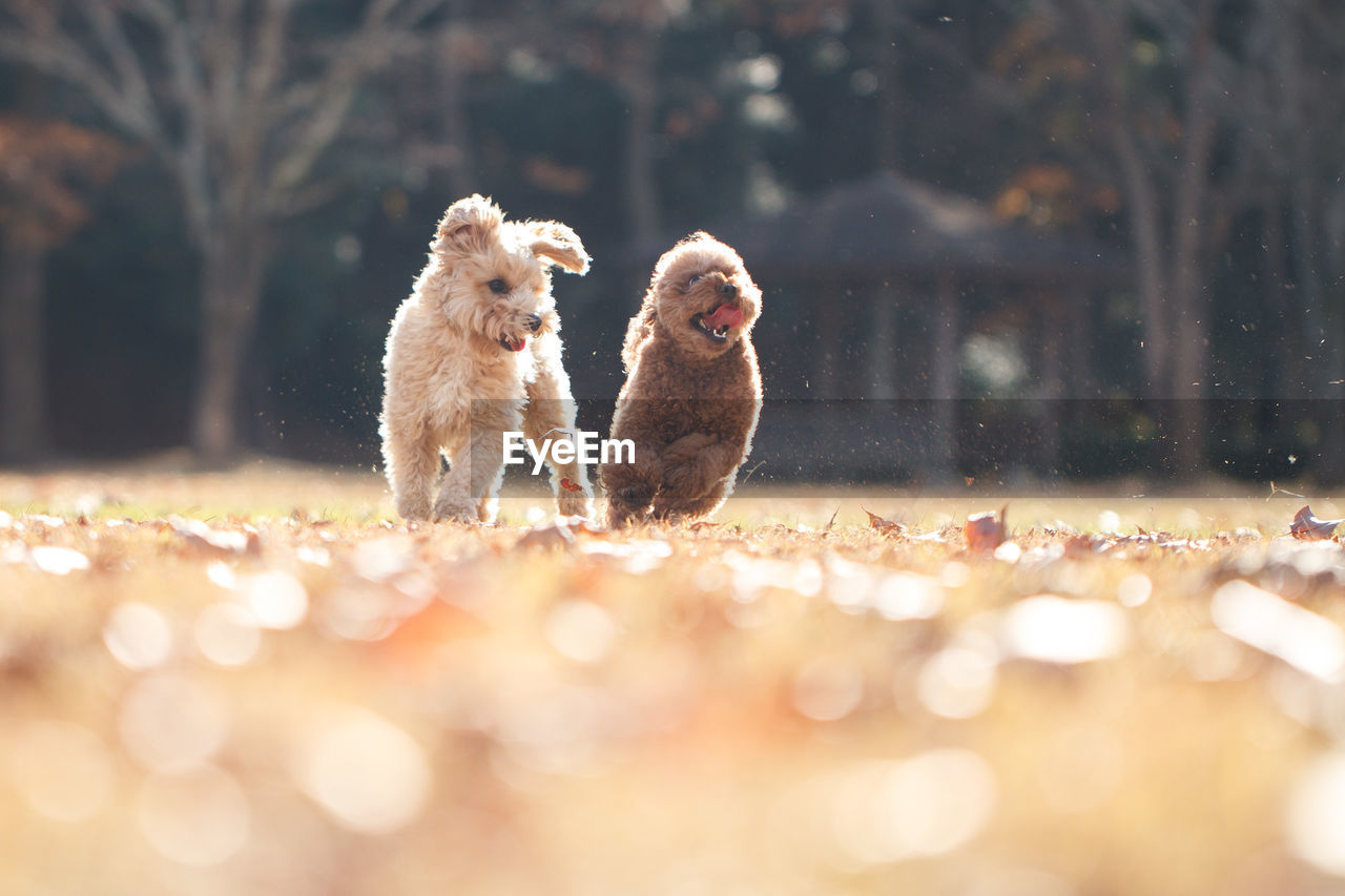 Maltipoo dogs running on field