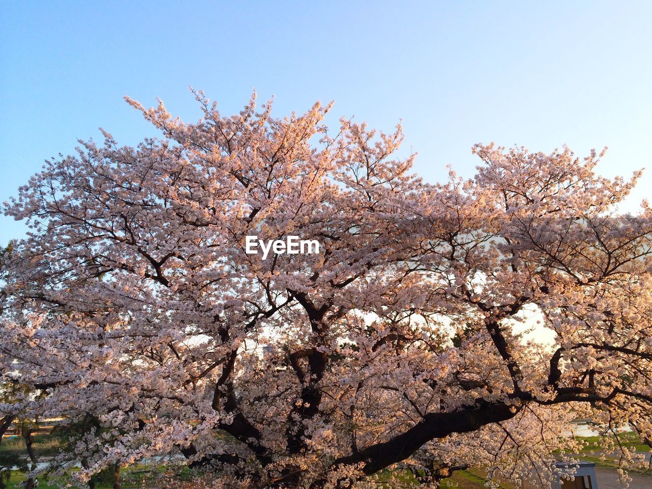 LOW ANGLE VIEW OF CHERRY BLOSSOMS AGAINST SKY