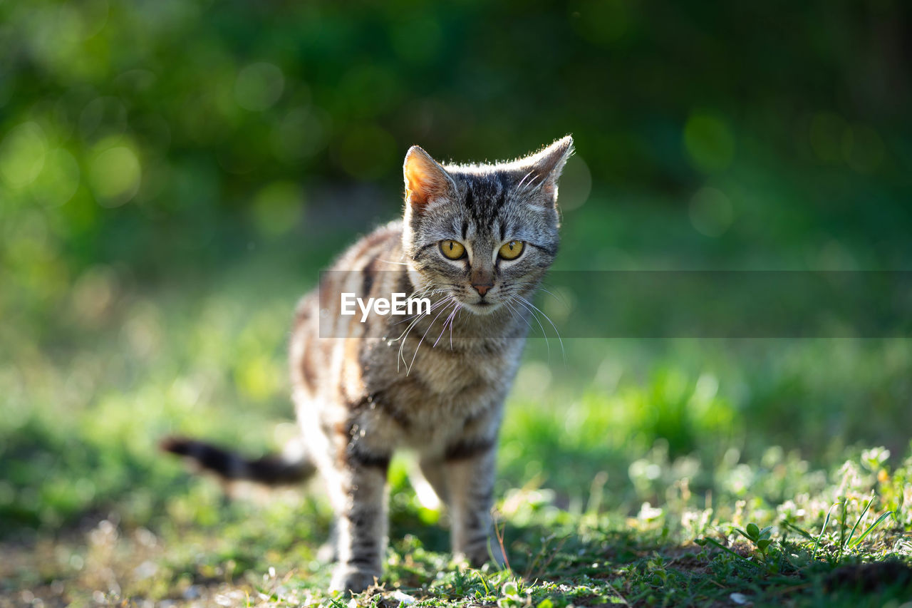 Portrait of a cat on field