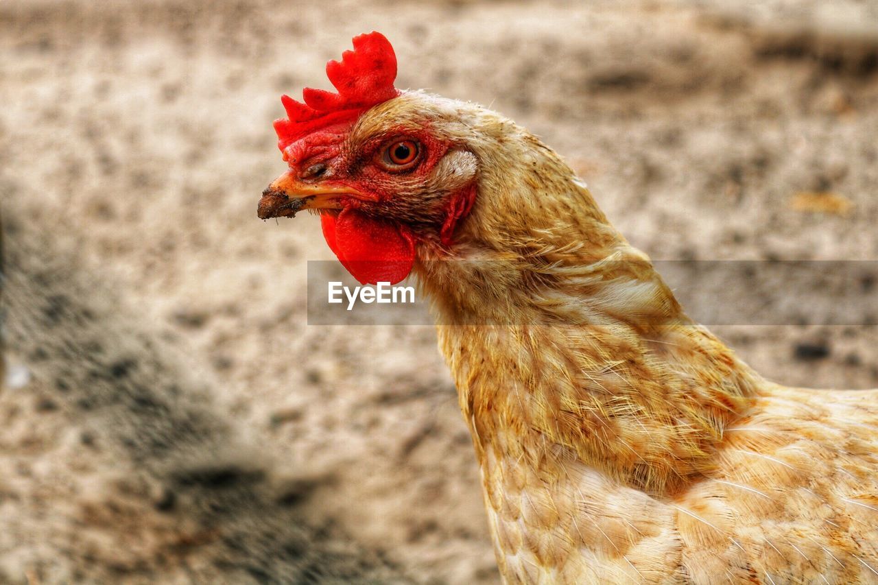 Close-up of rooster