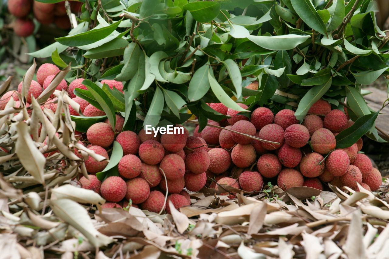 Close-up of fresh fruits on plant