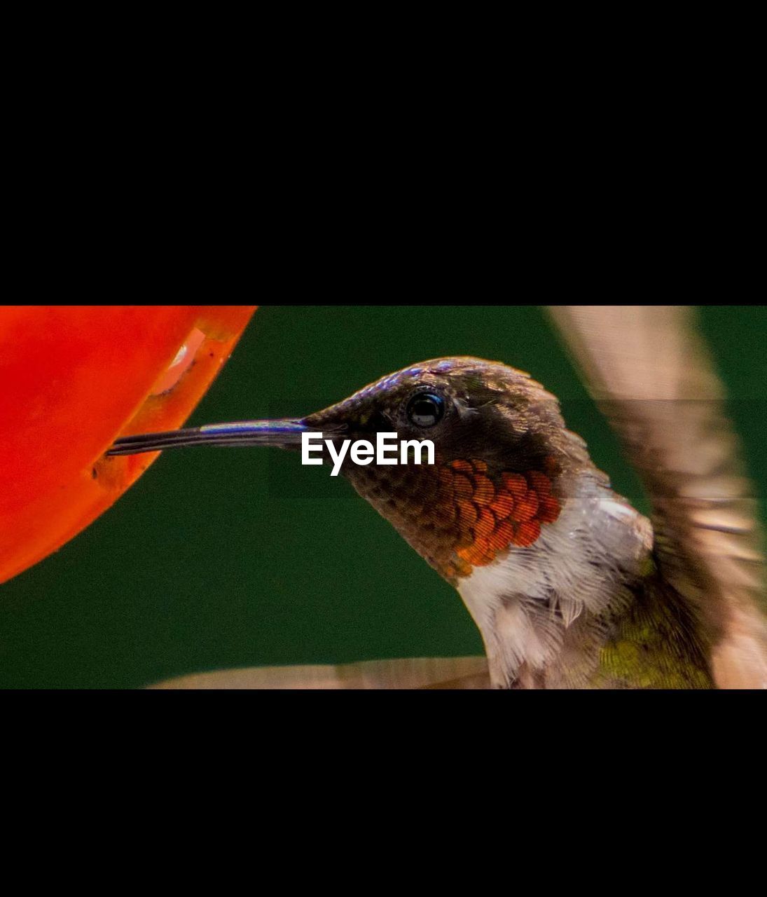 CLOSE-UP OF BIRD PERCHING