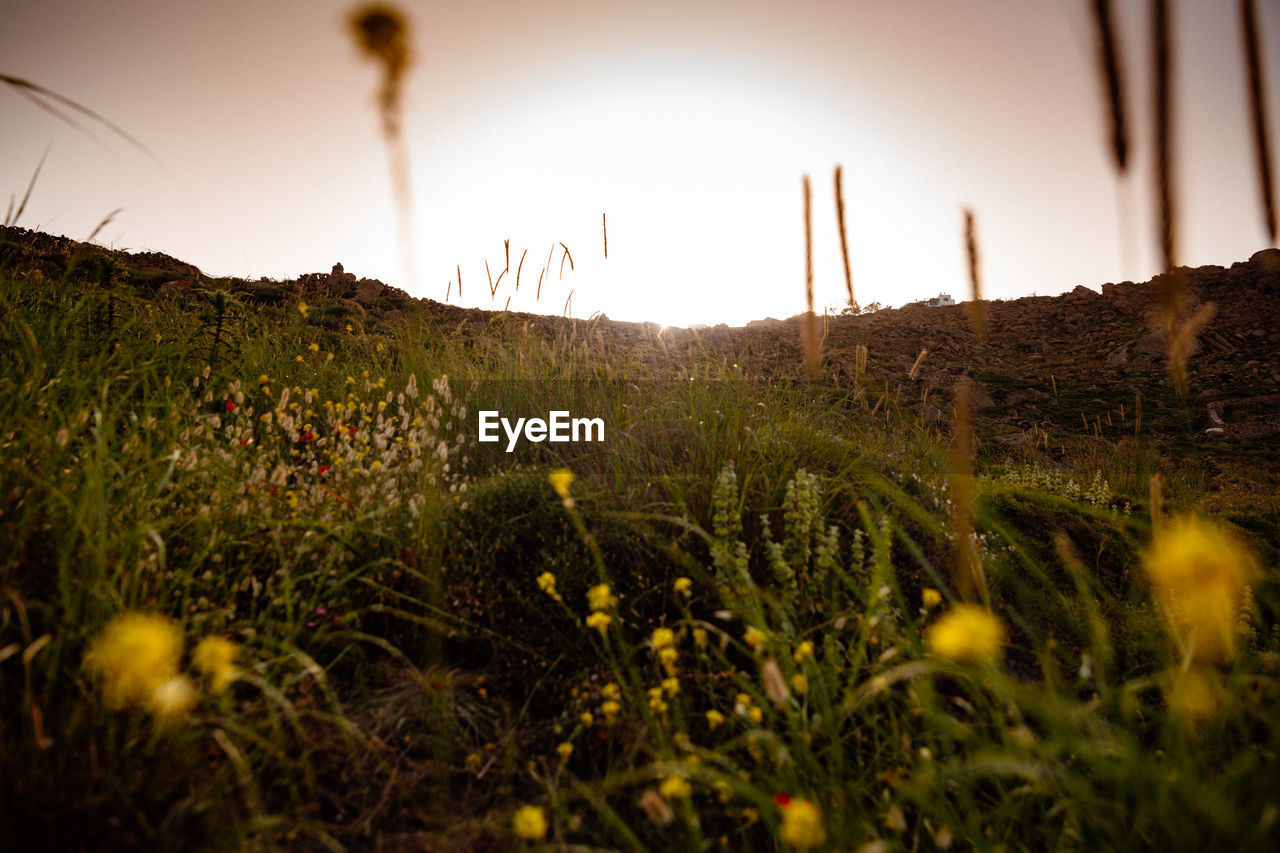 SCENIC VIEW OF FIELD AGAINST CLEAR SKY