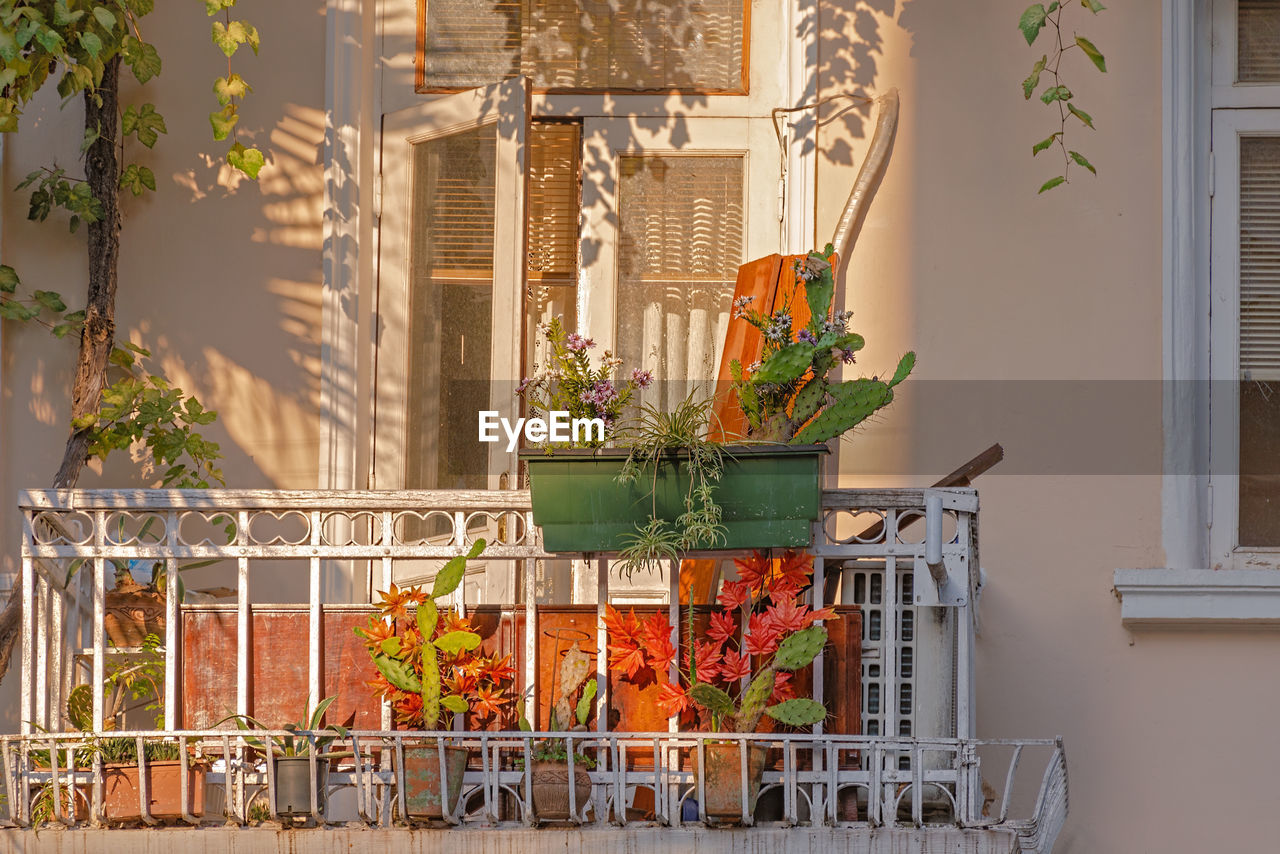Small vintage balcony with cactus plants in an old house, lit by the sun. batumi, georgia.