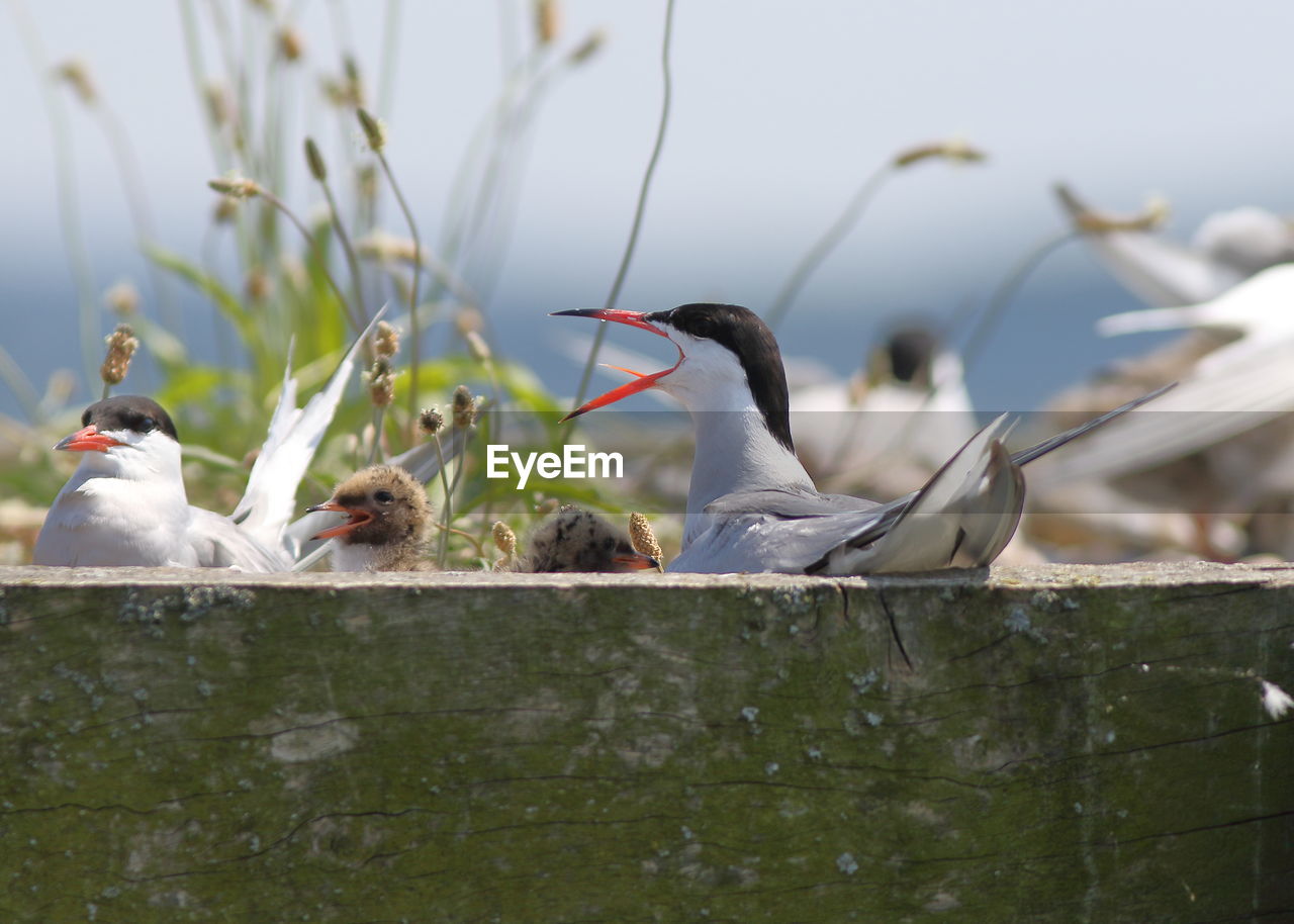 VIEW OF BIRDS PERCHING ON A BIRD