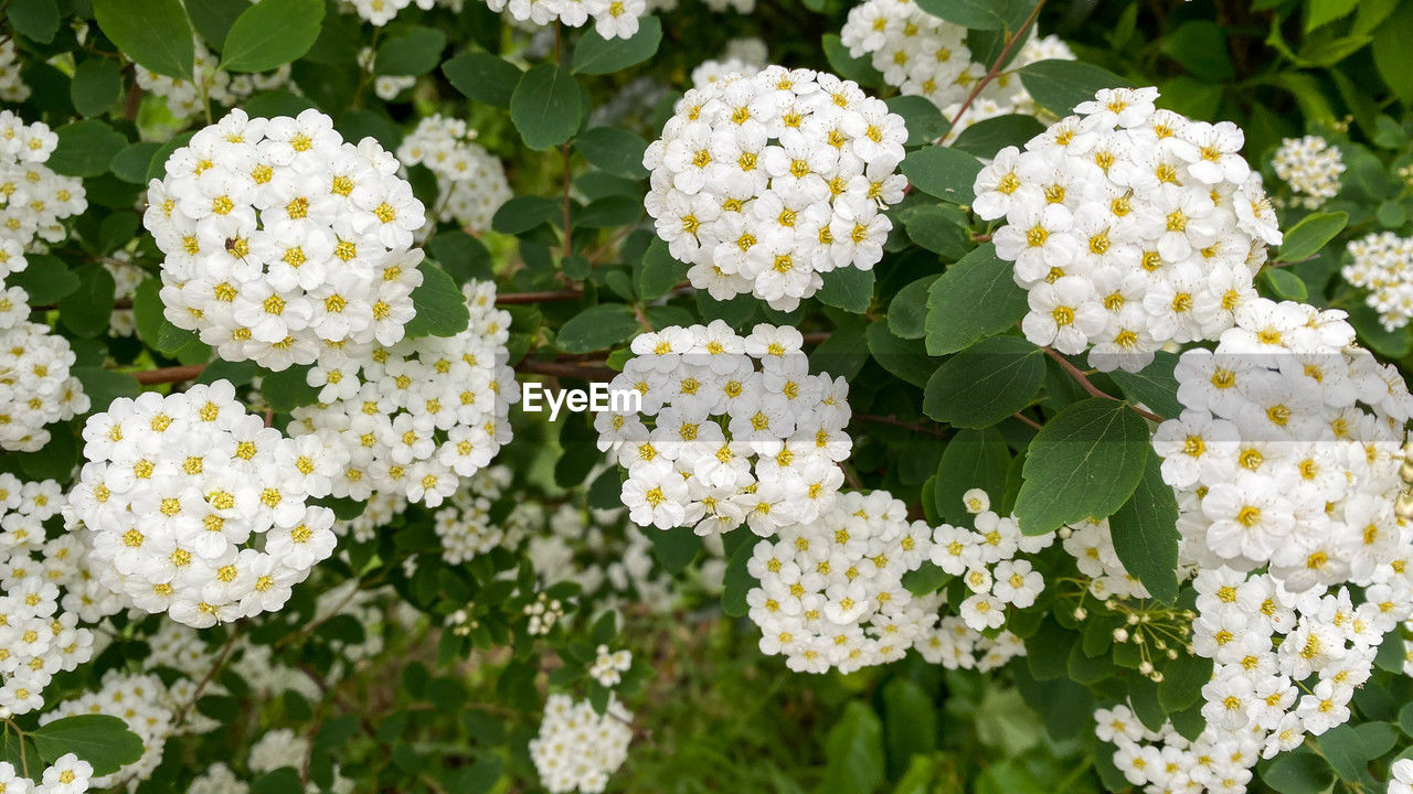 plant, flower, flowering plant, freshness, beauty in nature, yarrow, nature, growth, white, fragility, plant part, close-up, leaf, no people, day, flower head, green, inflorescence, lantana camara, high angle view, outdoors, petal, tanacetum parthenium, botany, full frame