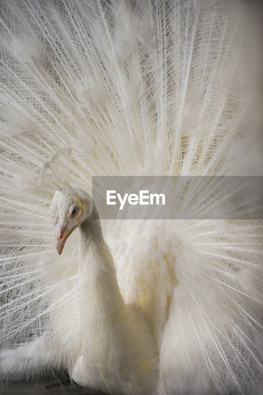 CLOSE-UP OF A PEACOCK