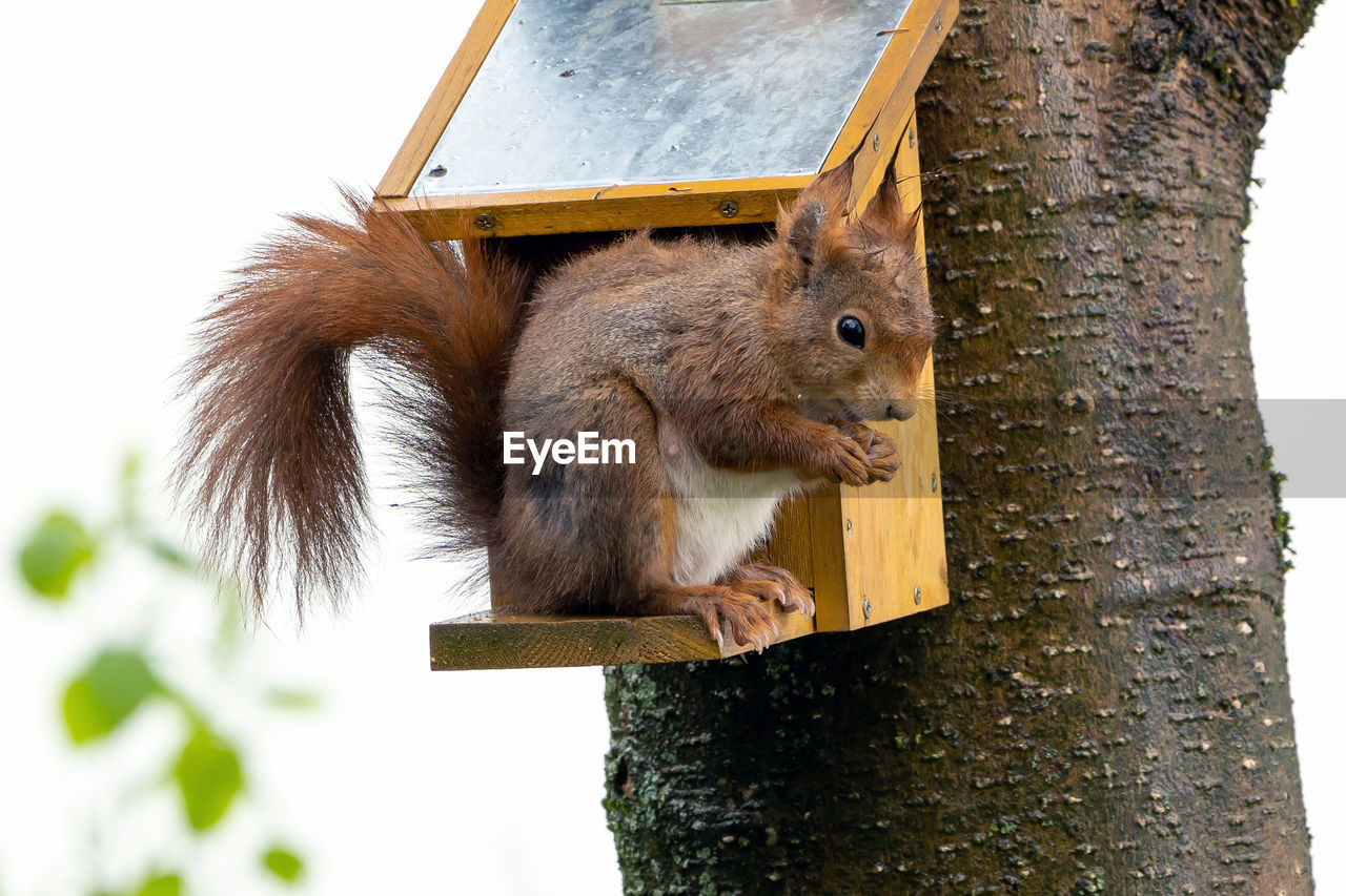 squirrel, animal, animal themes, animal wildlife, mammal, rodent, one animal, tree, wildlife, nature, cute, no people, tree trunk, trunk, plant, eating, outdoors, branch, wood, food, animal hair, day