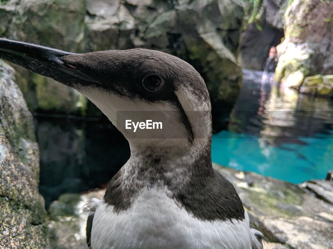 CLOSE-UP OF A BIRD