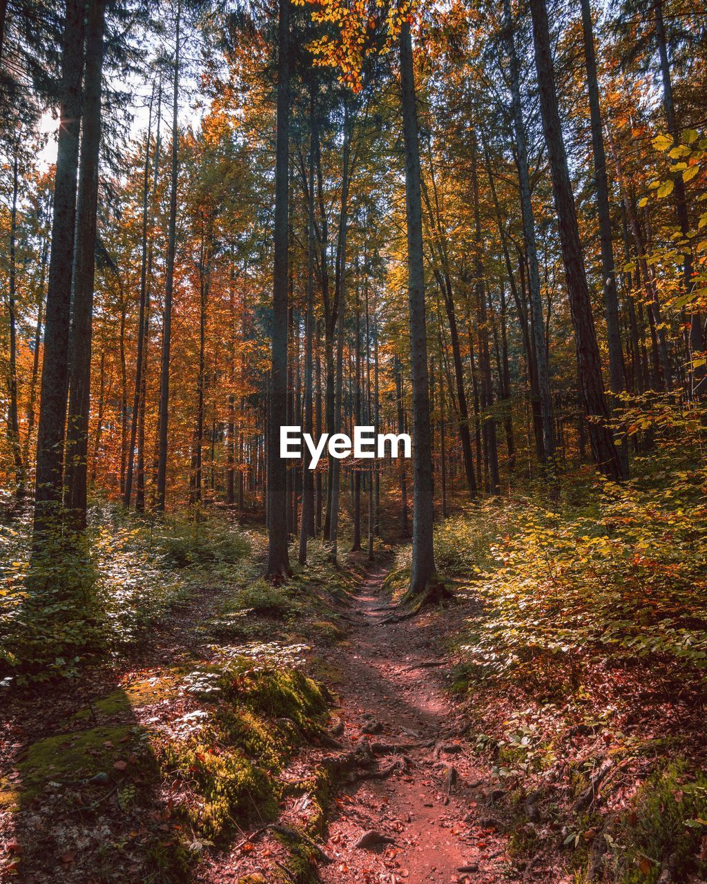 Trees in forest during autumn