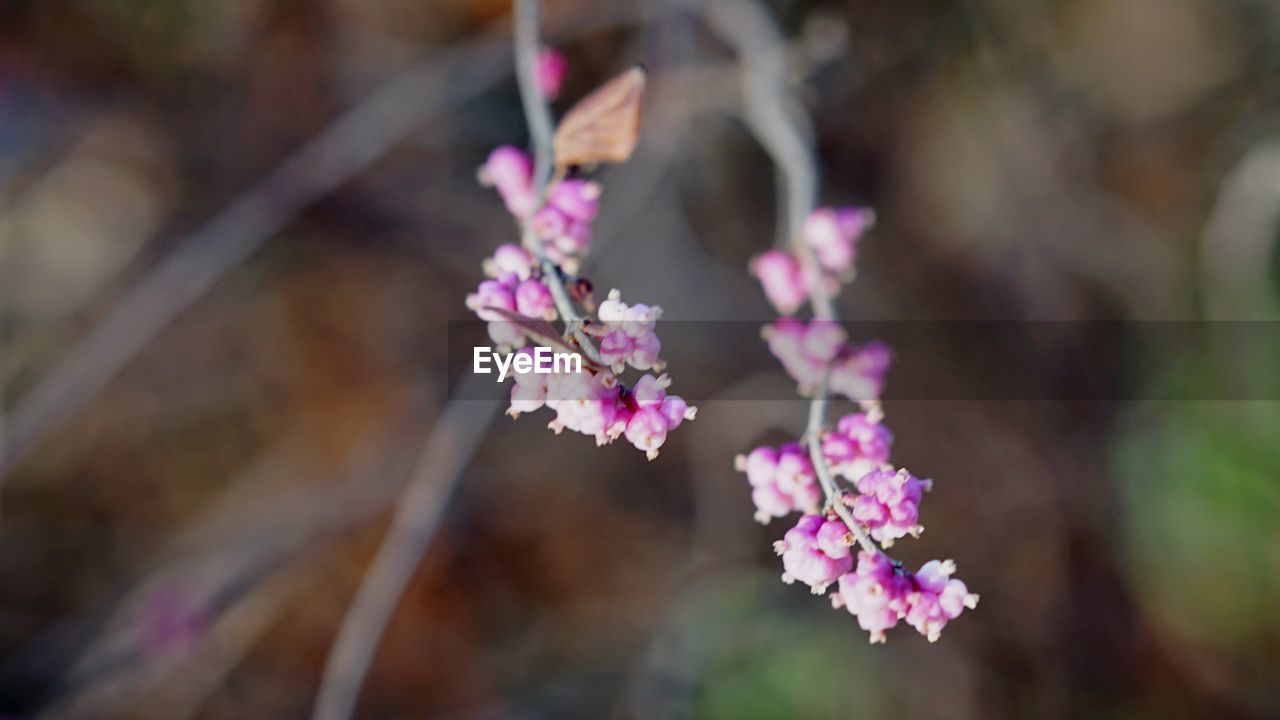 Close-up of pink blossoms