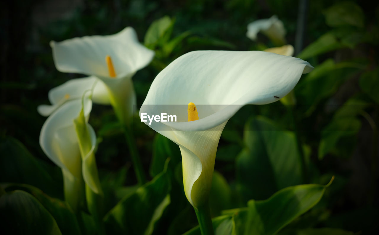 Calla lilies in a garden at sunset.