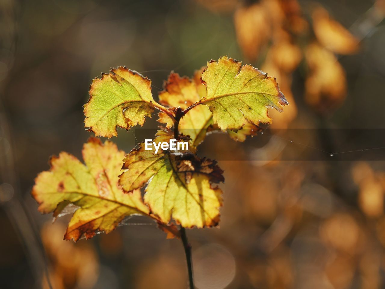 Close-up of yellow maple leaves