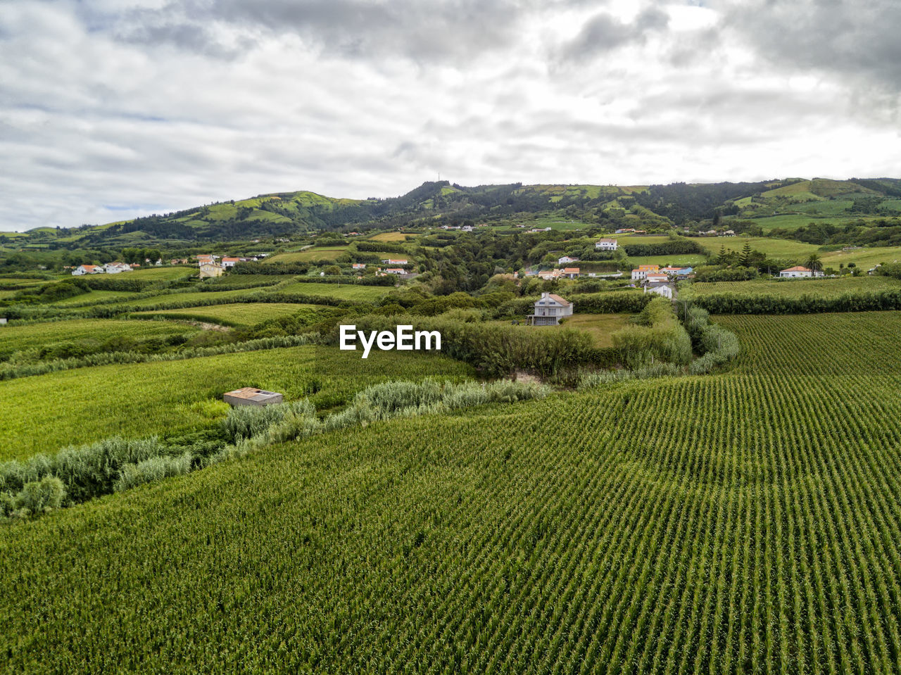 SCENIC VIEW OF AGRICULTURAL FIELD