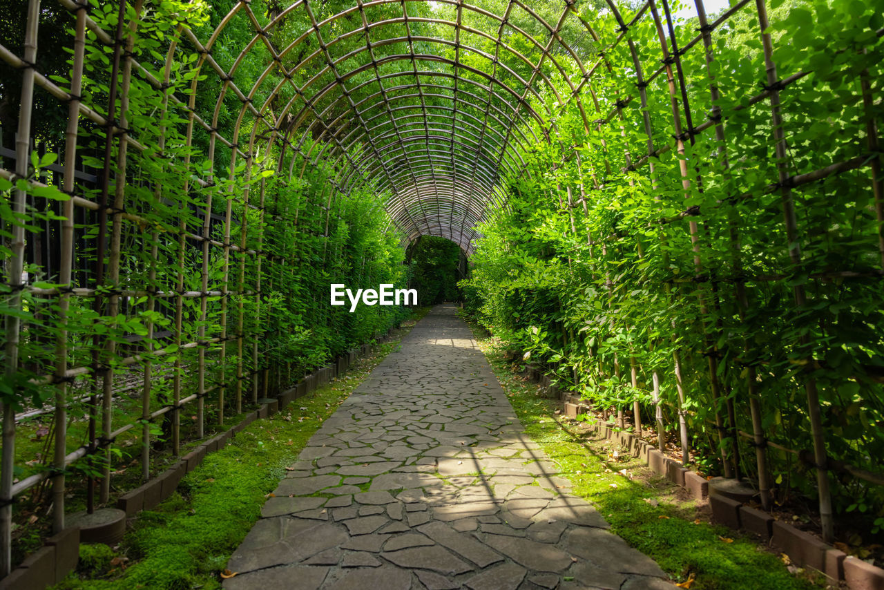 empty footpath amidst plants