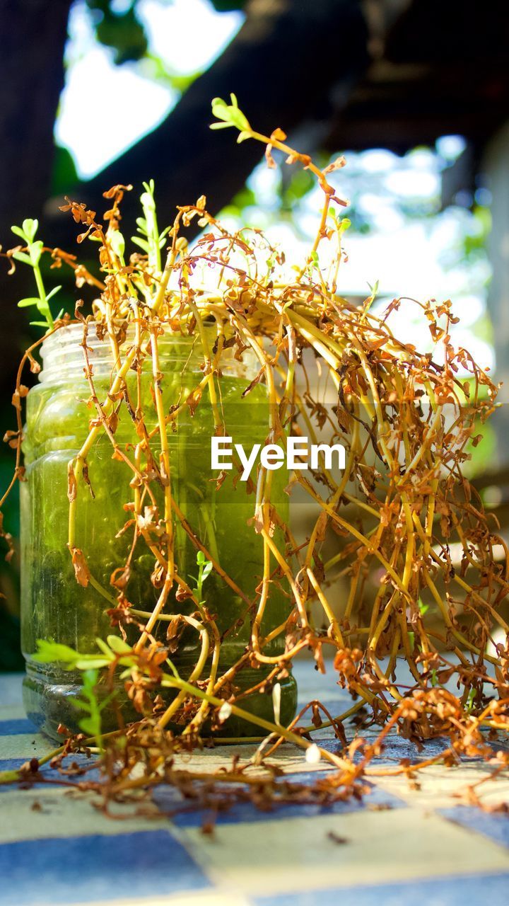 CLOSE-UP OF LEAVES IN A PLANT