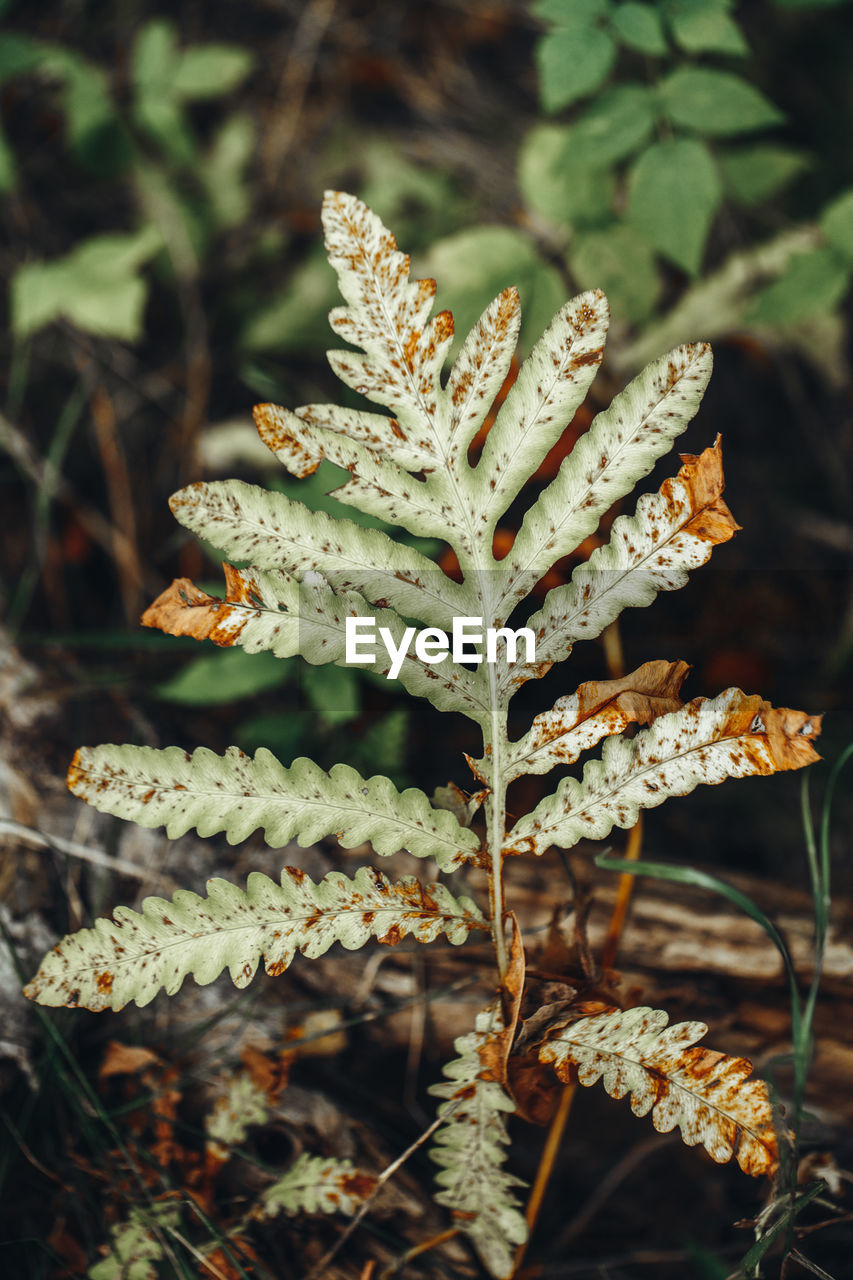 Closeup macro of fern green bush leaves with red orange withered spots. textured natural green 