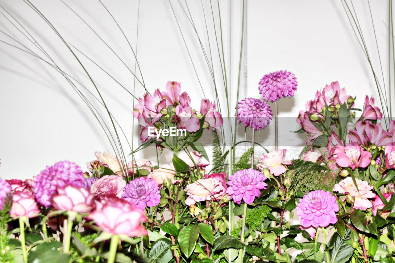 CLOSE-UP OF PINK FLOWERING PLANTS AGAINST PURPLE WALL