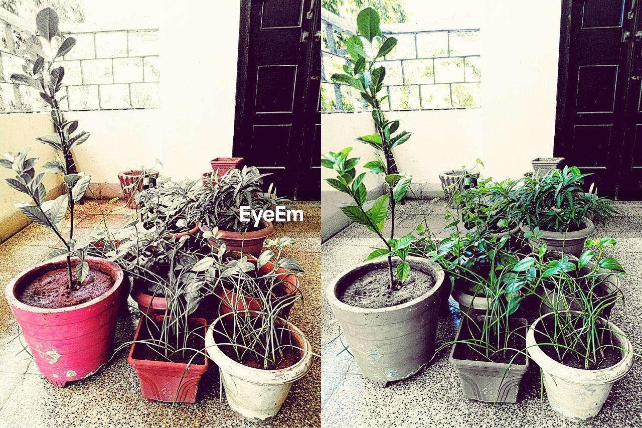 VIEW OF POTTED PLANTS IN BACKYARD