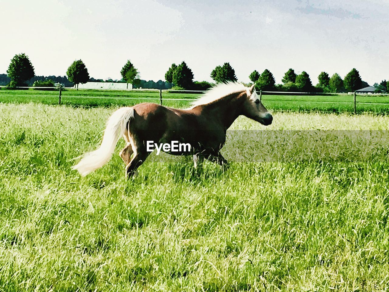 HORSES ON GRASS