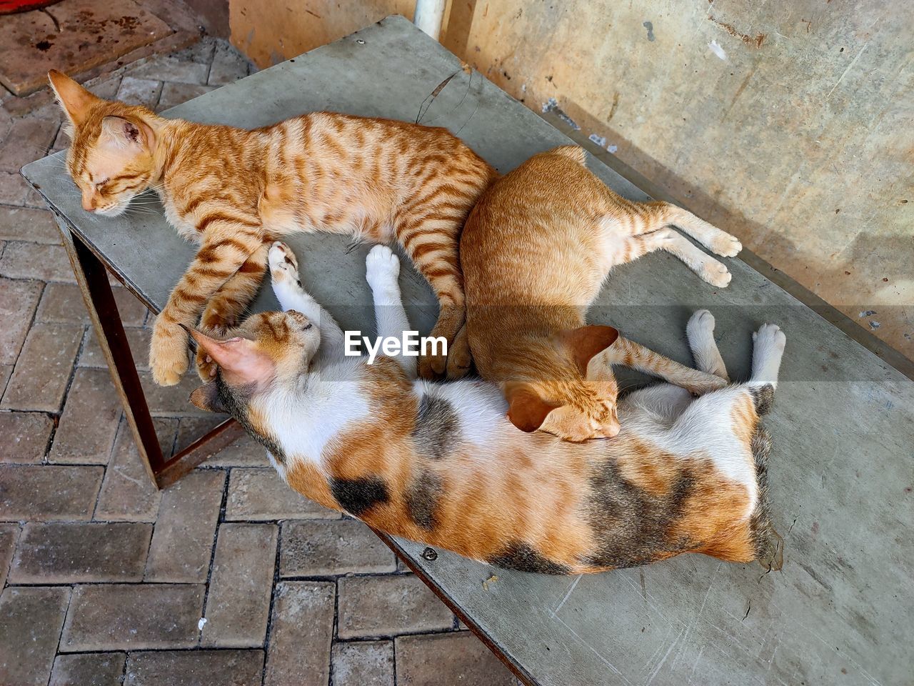 HIGH ANGLE VIEW OF CATS SLEEPING IN A FLOOR