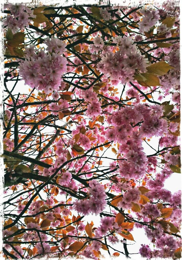 LOW ANGLE VIEW OF PINK FLOWERS ON TREE