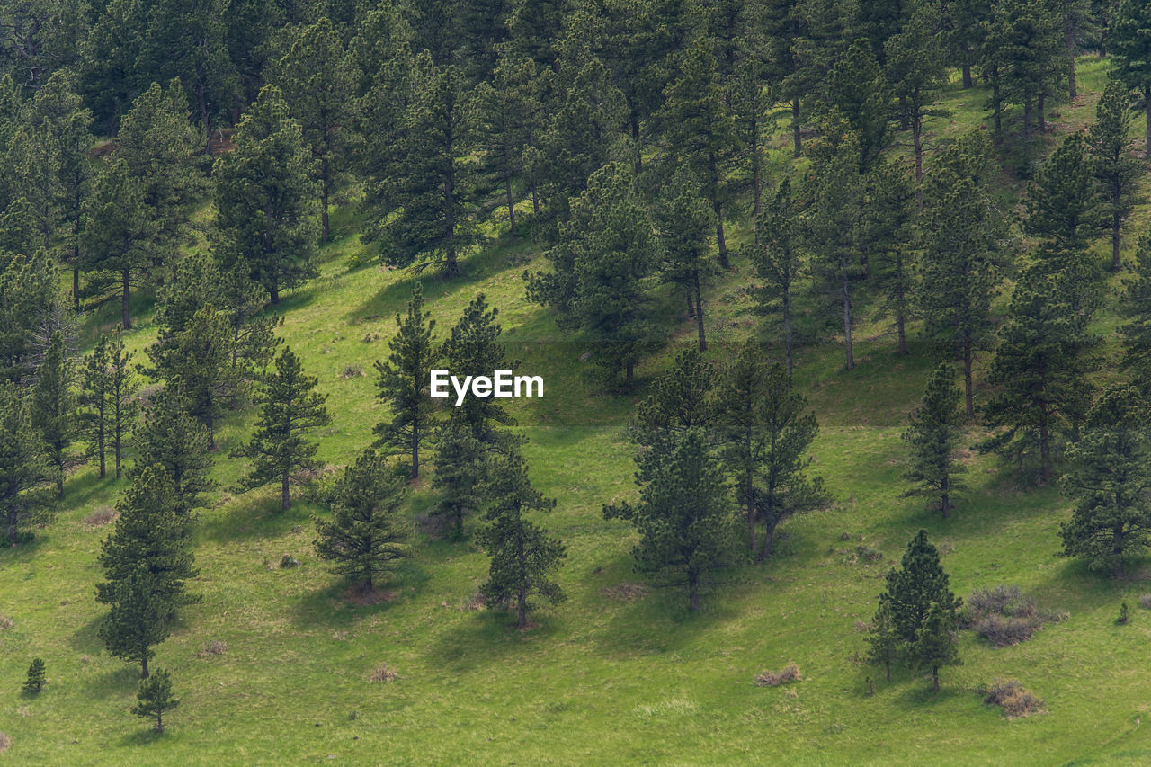 SCENIC VIEW OF PINE TREES