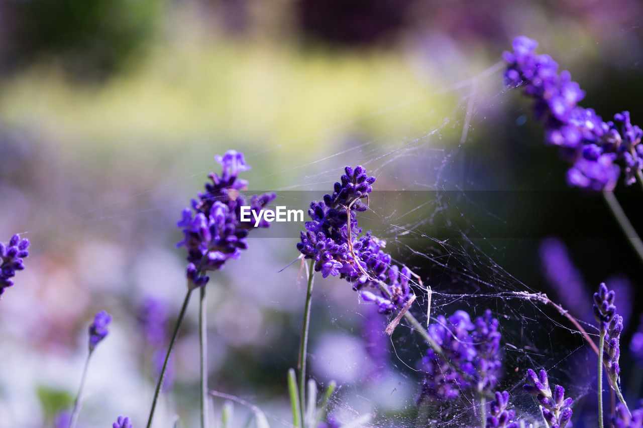 Spider web on purple flower buds