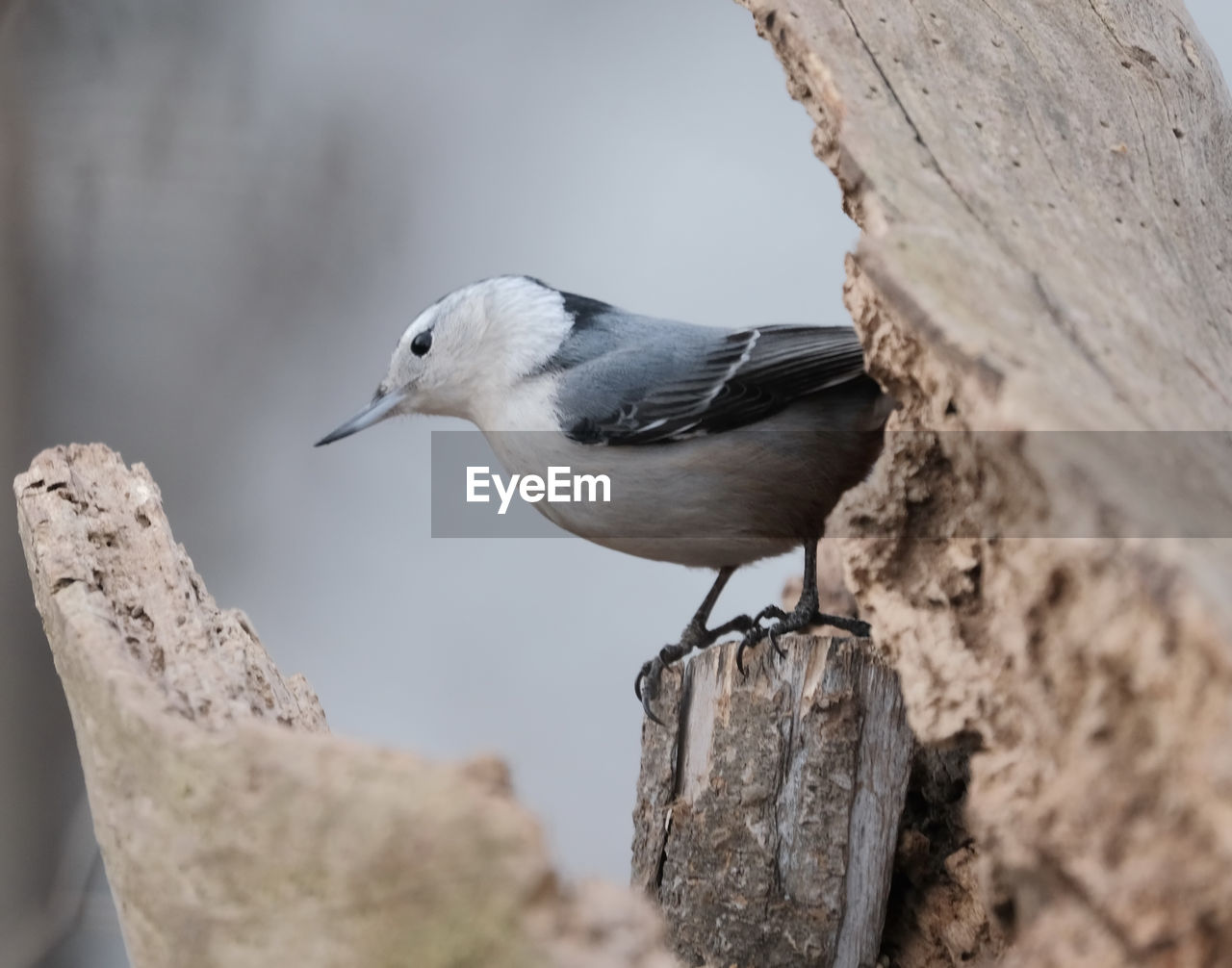 White-breasted nuthatch