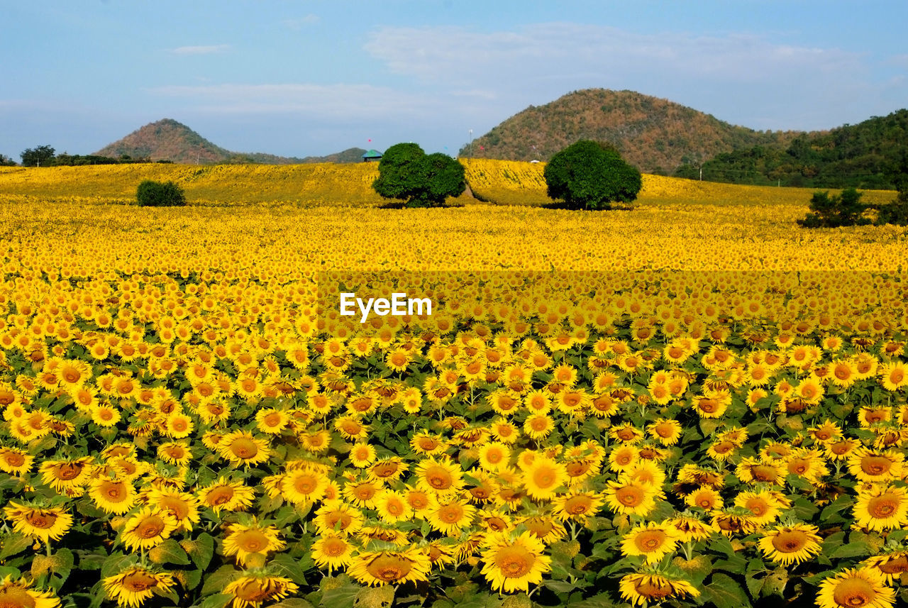 SCENIC VIEW OF YELLOW FLOWERS GROWING IN FIELD