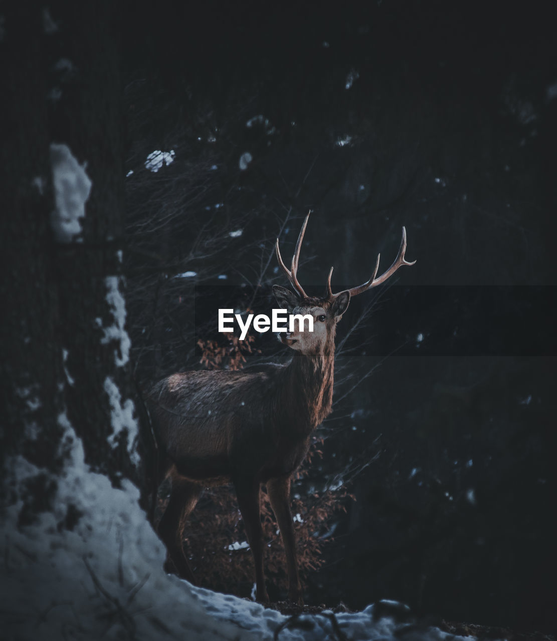 Deer standing at forest