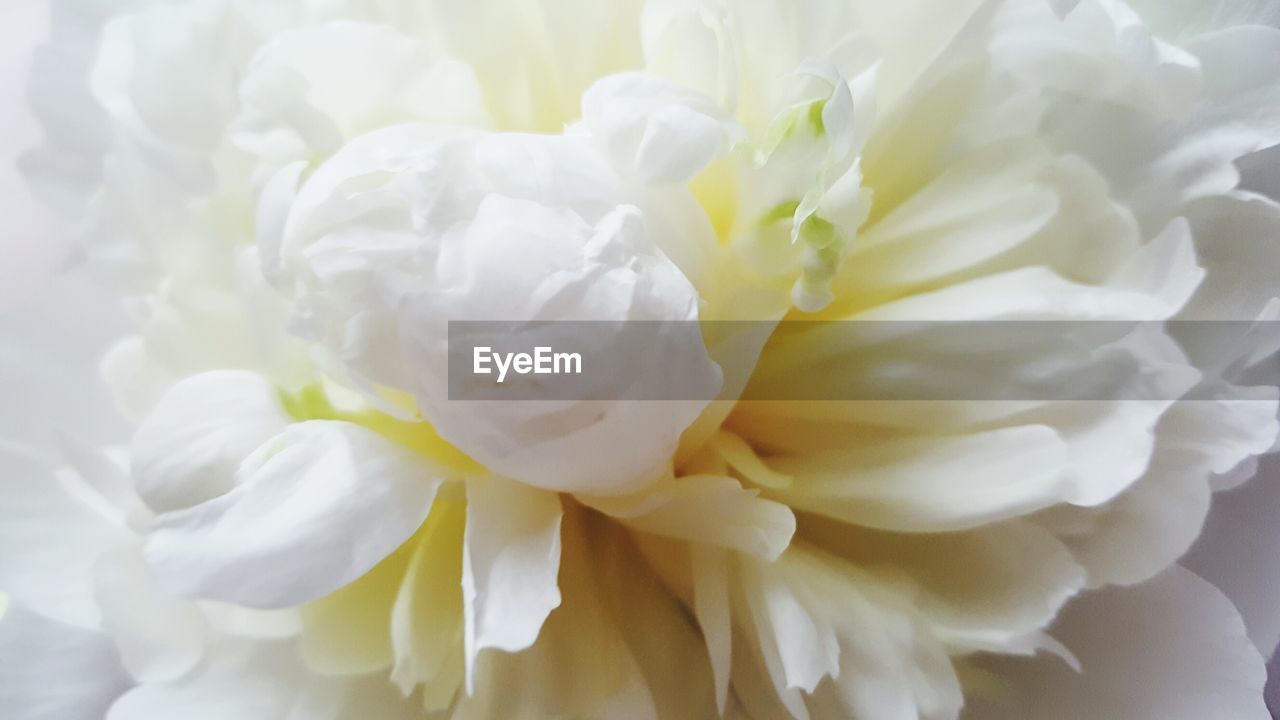 CLOSE-UP OF WHITE FLOWERS