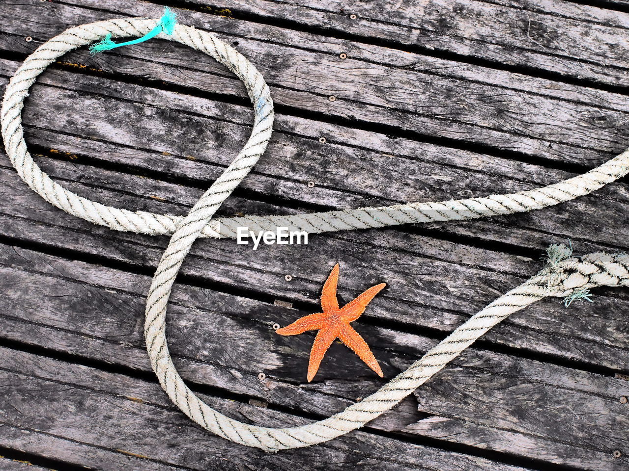 Starfish and rope on wood