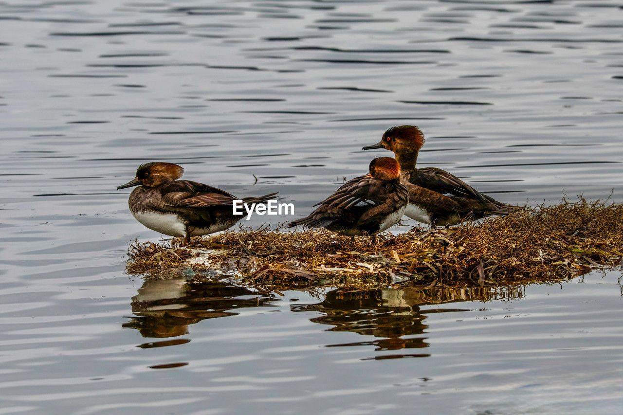 animal themes, animal, animal wildlife, water, bird, duck, wildlife, group of animals, lake, mallard, water bird, ducks, geese and swans, two animals, reflection, poultry, nature, no people, young animal, swimming, beak, waterfront, day, young bird, outdoors, animal family, togetherness