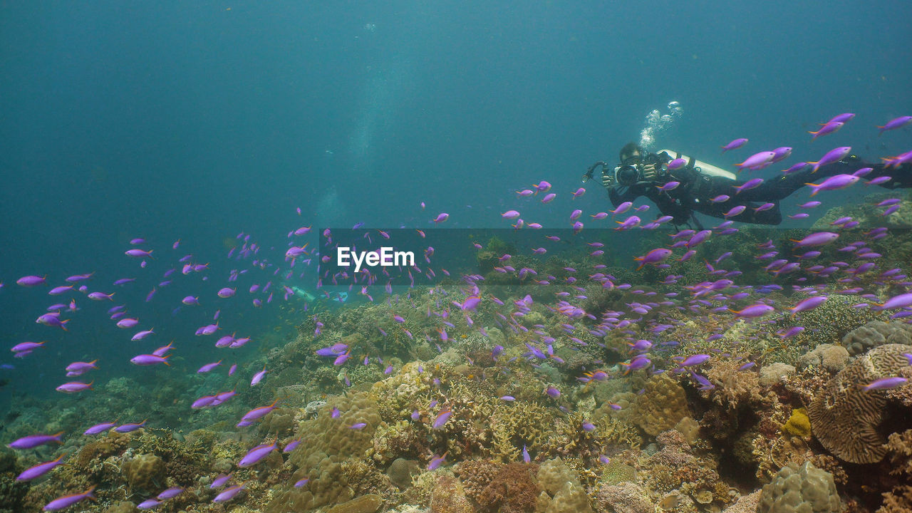 Tropical colorful underwater seascape with coral reef. 